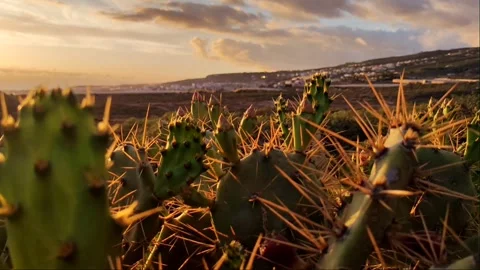 4K Sunset Over Prickly Pear Cactus with Coastal Town Background Video stock 334786188