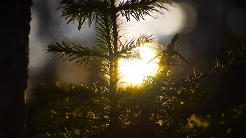 4k Sunset Pine Tree Stock Footage 87960921