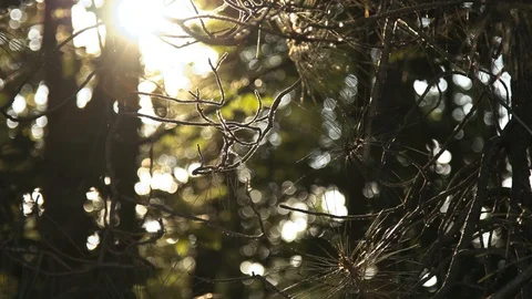 4K Sunset Pines in Slow Motion Stock Footage 96548064