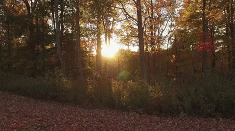 4K sunset through the forest Stock Footage 56164799