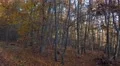 4k Sunset time in golden autumn beech forest panning shot 4k or 4k+ Resolution