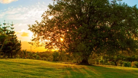 4K Sunset Timelapse Behind Tree - Australian Farm Stock Footage 139084895