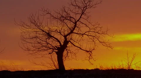 4k Sunset timelapse with lonely tree, red sky with moving clouds Stock Footage 45885940