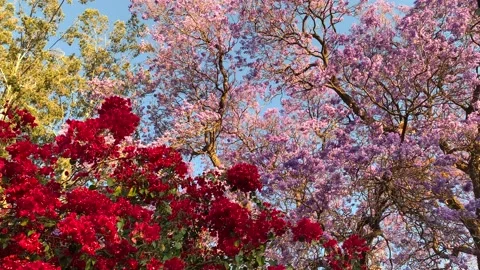 4K sunset video of Jacaranda trees flowering in Namibia Stock Footage 141198734