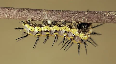 4k super macro 60x time lapse shows caterpillar internal reconfiguration spasms Video stock 68319854