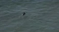 4k Surfer paddles to catch sea wave Sagres Portugal 4k or 4k+ Resolution