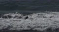4k Surfer paddles to catch sea wave Sagres Portugal 4k or 4k+ Resolution