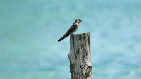 4K swallow on tree branch Video stock 78150637