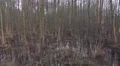4k Swamp bog moory marshland nature reserve winter season panning 4k or 4k+ Resolution