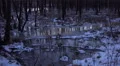 4k Swamp forest tilt hidden nature reserve winter 4k or 4k+ Resolution