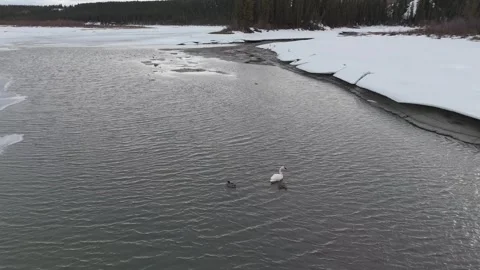 4K Swans on a river Video stock 314126372