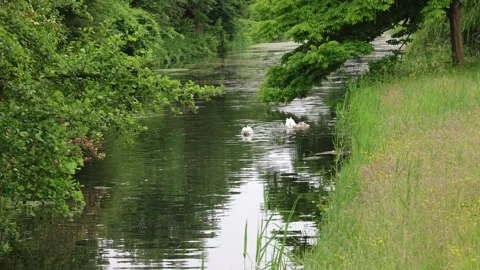 4K swans in a river with young 스톡 동영상 310363882