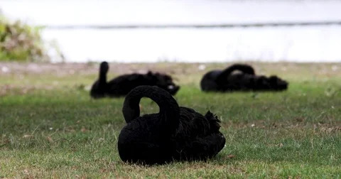 4K Swans Sleeping Stock Footage 85318105