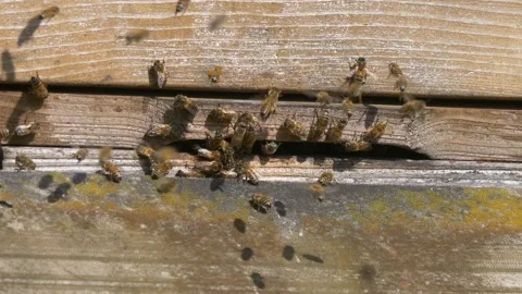 4K| swarm of bees Stock Footage 218596480