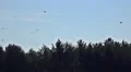 4k Swarm great white herons flying in sunny nature reserve 4k or 4k+ Resolution