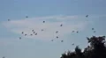 4k Swarm great white herons flying in sunny nature reserve 4k or 4k+ Resolution