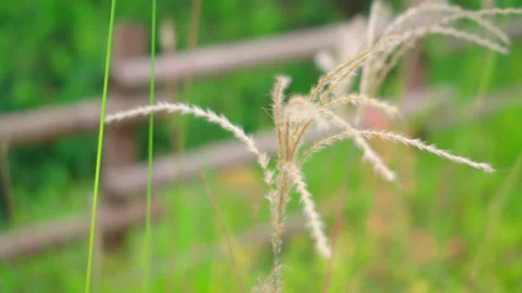 4k Swaying reed Stock Footage 139400921