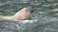 4k Swimming Polar Bear very close up 4k or 4k+ Resolution