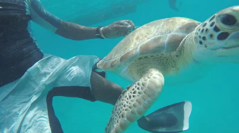 4K Swimming with Turtles Vídeo Stock 50046374