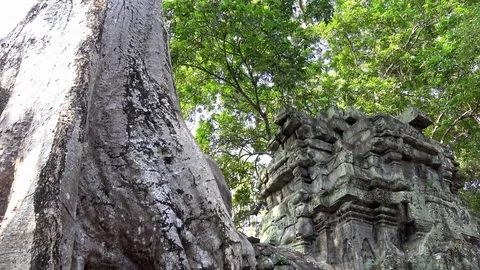 4K Ta Prohm temple with strangler fig. Spung tree growing in ruin Cambodia-Dan Stock Footage 119060057
