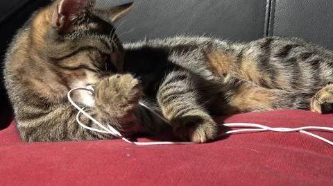 4k tabby kitten biting and eating headphones and wires Video stock 53080419