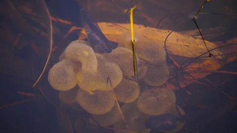 4K, Tadpole eating near the surface of a river in Australia Stock Footage 106929025