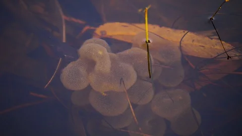 4K, Tadpole eating near the surface of a river in Australia Stock Footage 106929081