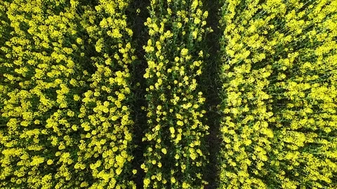 4K. Takeoff above blooming yellow rapeseed field at sunny day in spring, aerial Video stock 85178366