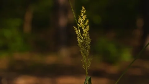 4K Tall Feathery Seed Head Plant Swaying Gently in Breezy Outdoor Meadow Ba.. Stock Footage 339519543