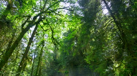 4K Tall Rain Forest Tree Canopy, Nature Environment, Beautiful Green Scenery Video stock 64781441