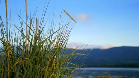 4K Tall Yellow Shore Grass Landscape Beach, Blue Beautiful Sky Stock Footage 80293089