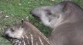 4k Tapir mother resting with tired young cute baby closeup profiles 4k or 4k+ Resolution