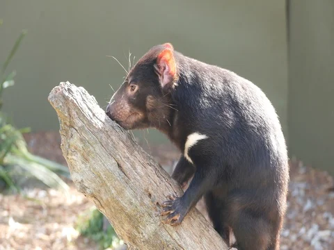 4k tasmanian devil Stock Footage 83484806