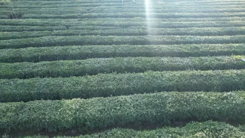 4K tea garden tea light aerial video Stock-Footage 333811289