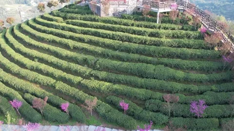 4K tea garden tea spring tea tribute tea green tea black tea aerial video Vídeos de archivo 333811805