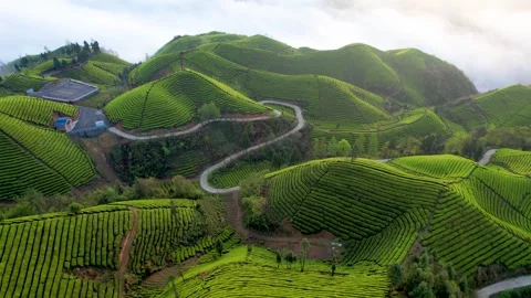 4K Tea Tea Tea Garden Agricultural Propaganda Video Aerial Video Stock Footage 333811959