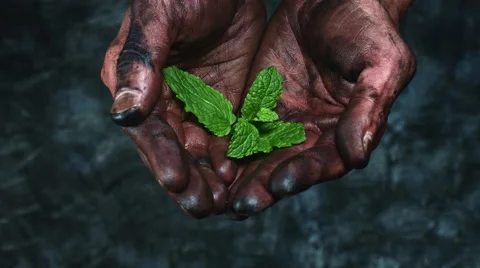4k Technical Composition of Dirty Mechanic Hands Holding Green Leaf Stock Footage 66688521