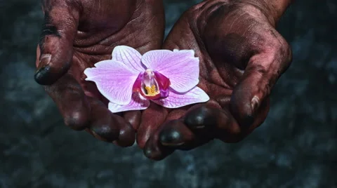 4k Technical Composition of Dirty Mechanic Hands Holding Flower Stock Footage 66688560