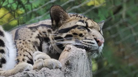 Clouded Leopard Stock Videos – Royalty-Free HD & 4K Videos | Pond5