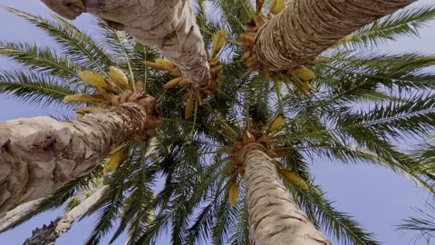 4K template Stock Footage 308090240