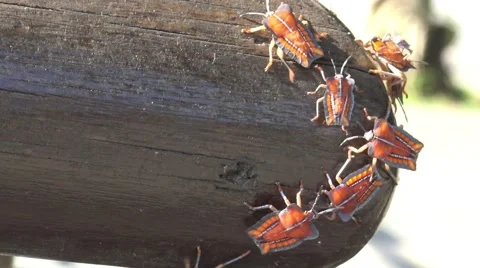 4K a Tessaratoma papillosa walking over the wood in the park of Taipei city-Dan Stock Footage