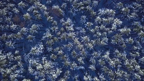4K. Thick forest aerial view. Helicopter drone footage. Aerial frozen pine Video stock 85821306