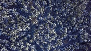4K. Thick forest aerial view. Helicopter drone footage. Aerial frozen pine Stock Footage 85822418