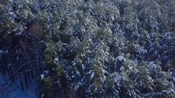 4K. Thick forest aerial view. Helicopter drone footage. Aerial frozen pine Stock Footage 85829931