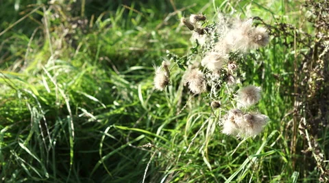4K thistle surrounded by blades of grass waves in wind with sunlight shining Stock Footage 55563831