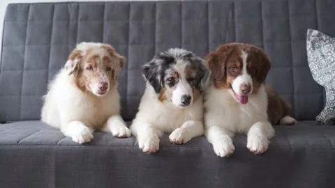 4k. Three cute Small Australian shepherd puppy dog lying on couch Stock Footage 151066060