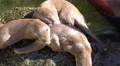 4k Three Eurasian otters sitting on stone in water high angle view 4k or 4k+ Resolution