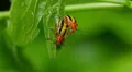 4K Three-lined Potato Beetle (Lema daturaphila) - Mating Pair 1 4k or 4k+ Resolution