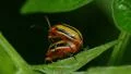 4K Three-lined Potato Beetle (Lema daturaphila) - Mating Pair 5 4k or 4k+ Resolution