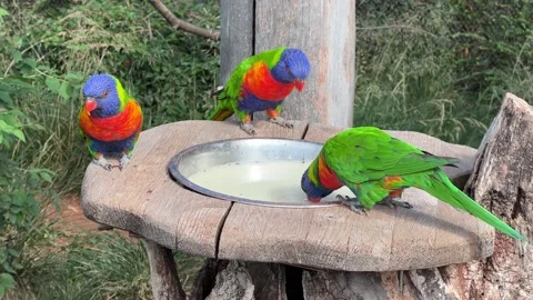 4K Three Rainbow Lorikeets Eating and Enjoying – Parrots Wildlife B-Roll Footage Stock Footage 204126112
